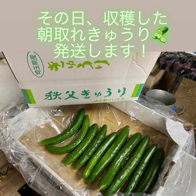 秩父きゅうり 食品/飲料/酒の食品(野菜)の商品写真