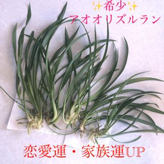 観葉植物　アオ　オリズルラン　✨希少✨恋愛運アップ　初心者向け(その他)