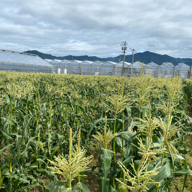 甘さ太鼓判 朝採れ とうもろこし（訳あり） 食品/飲料/酒の食品(野菜)の商品写真