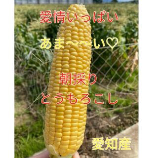 甘さ太鼓判 朝採れ とうもろこし（訳あり）(野菜)