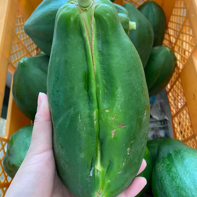 沖縄県産青パパイヤ規格外品5kg 食品/飲料/酒の食品(野菜)の商品写真