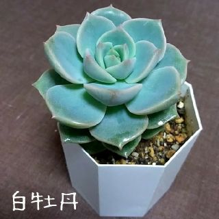 多肉植物【白牡丹】抜き苗(その他)