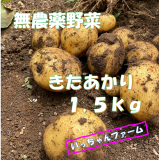 安全・安心野菜　新ジャガイモ　きたあかり　１，５ｋｇより(野菜)