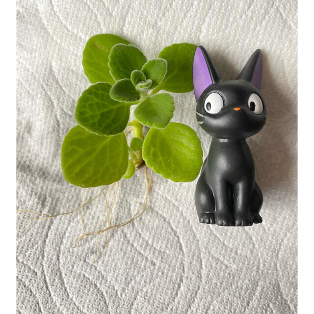 6 28発送分 アロマティカス 観葉植物 多肉植物 虫除け ハーブの通販 By Pari Shop ラクマ 6 28発送分 アロマティカス 観葉植物 多肉植物 虫除け ハーブの通販 By Pari Shop ラクマ