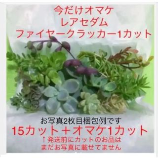 初心者向け多肉植物②セダム等ちまちま寄せ植えセット　カットに付き根っこ有りません(その他)