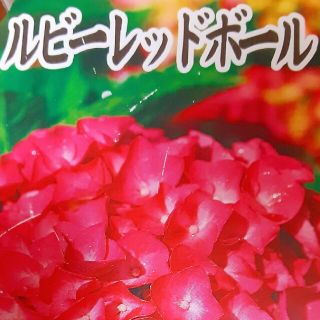 紫陽花  アジサイ  二種  ルビーレッド  額アジサイ(その他)