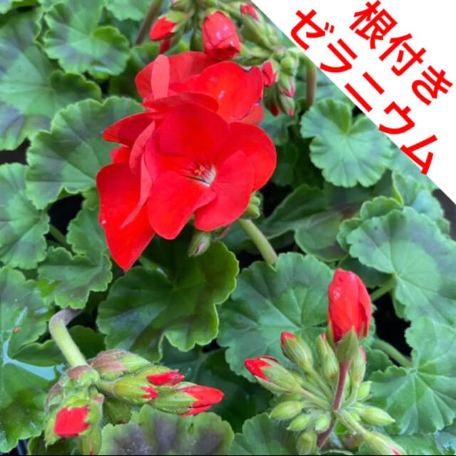 ☆目に鮮やか❗️根付き☆ゼラニウム☆オレンジ系レッド☆ ハンドメイドのフラワー/ガーデン(プランター)の商品写真