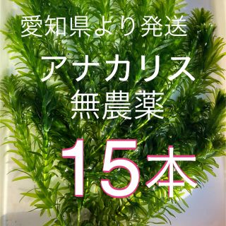 水草アナカリス15本(アクアリウム)