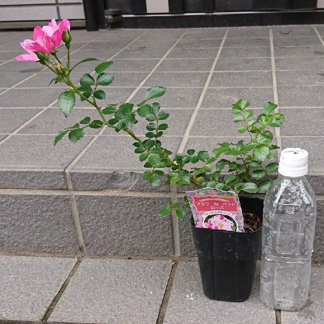 薔薇苗　ピンクスプラッシュ ハンドメイドのフラワー/ガーデン(その他)の商品写真