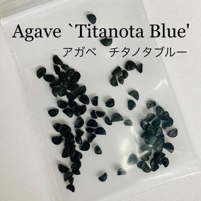 Agave Titanota Blue☆アガベチタノタブルー種子10粒発芽確認済 ハンドメイドのフラワー/ガーデン(その他)の商品写真