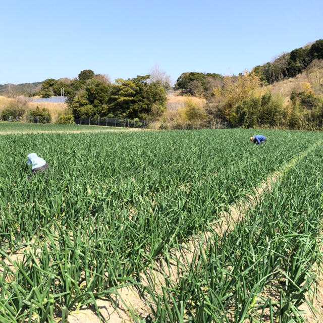 淡路島産玉ねぎ　ターザン　小玉　　コンパクト 食品/飲料/酒の食品(野菜)の商品写真