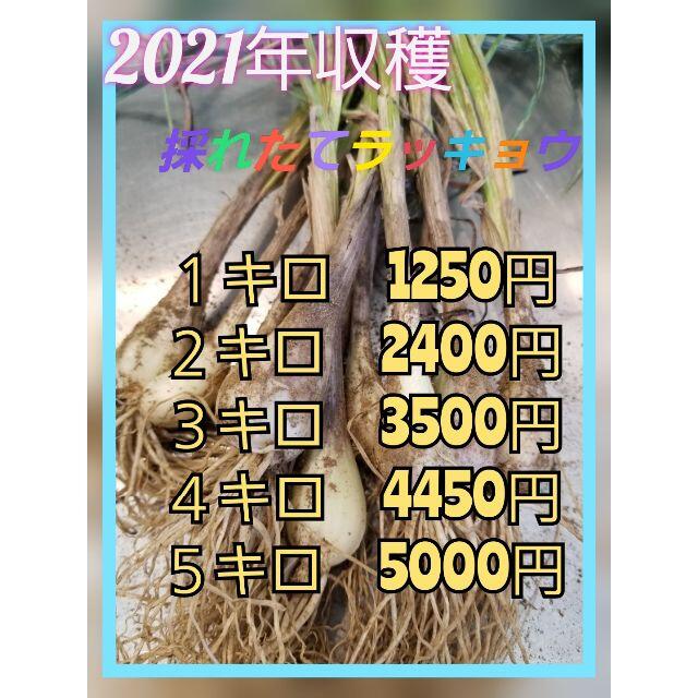 採れたてらっきょう　これから収穫　コンパクト1キロ　無農薬栽培 食品/飲料/酒の食品(野菜)の商品写真