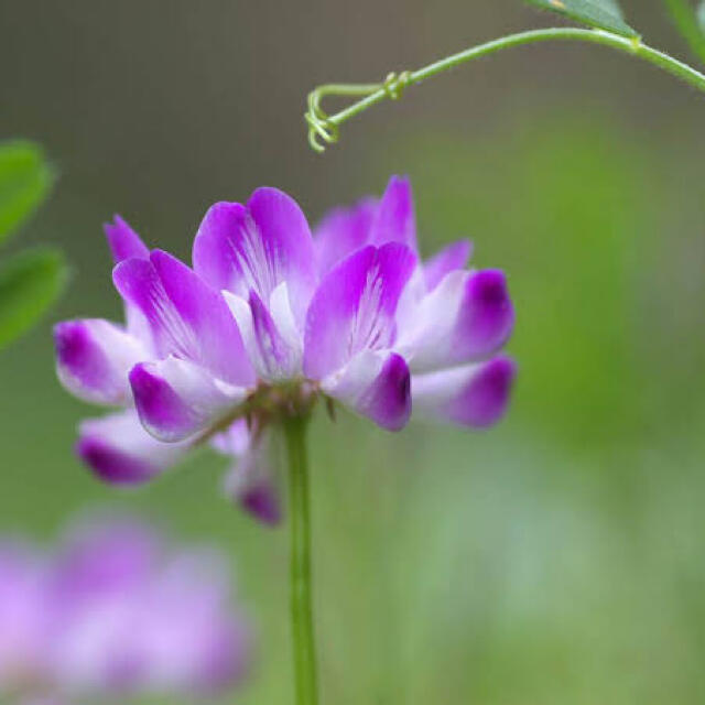 【最安、説明書付き】レンゲ草（れんげ草、蓮華草）種たっぷり25g[2500粒] ハンドメイドのフラワー/ガーデン(その他)の商品写真