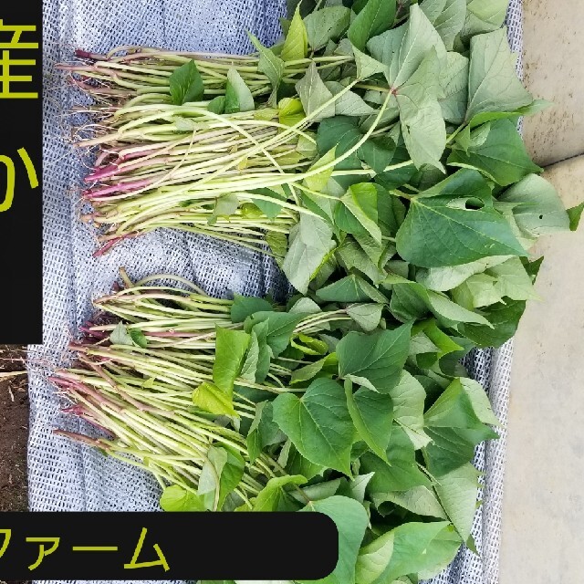 さつまいも 苗 500本 紅はるか本数必ずおまけ付き本場茨城県産