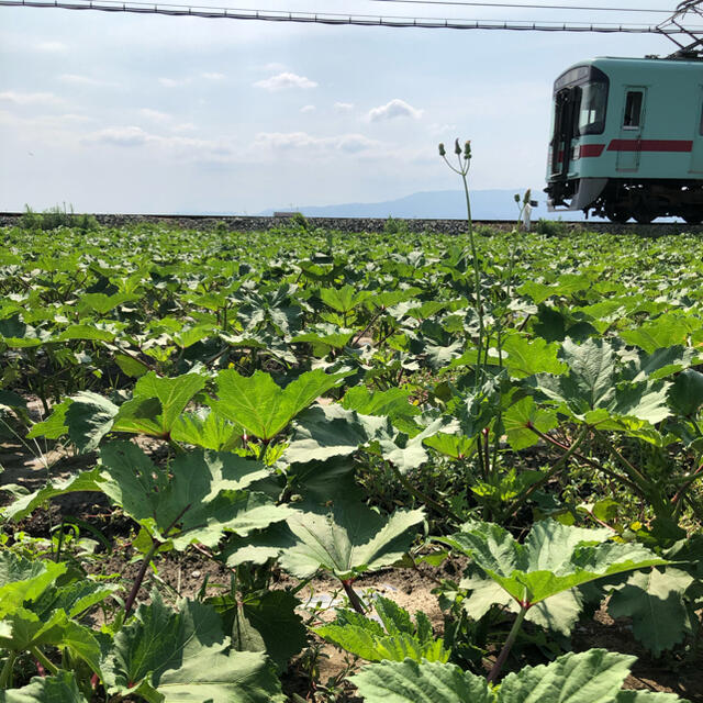 初出荷★福岡県産★オクラ500g 栽培期間中農薬不使用　朝摘みメール便 食品/飲料/酒の食品(野菜)の商品写真