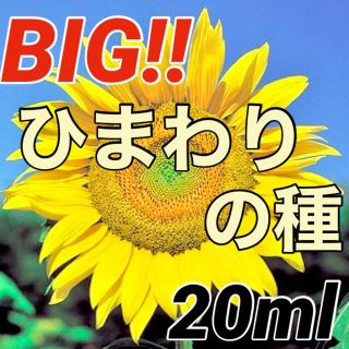 【美しい大輪‼️】ビッグひまわり(ロシア)の種 20ml ヒマワリ 向日葵 種(野菜)