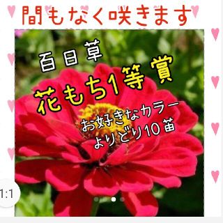 百日草  花苗 10本 セット(その他)