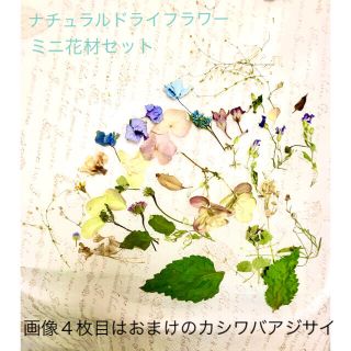 ナチュラルドライフラワー　ミニ花材セット　おまけつき(ドライフラワー)