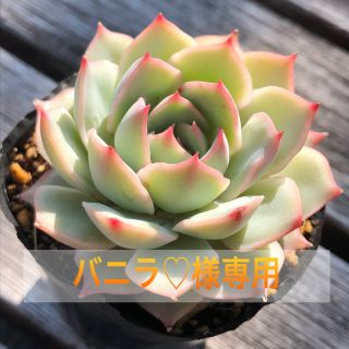 バニラ♡様専用 多肉植物(その他)