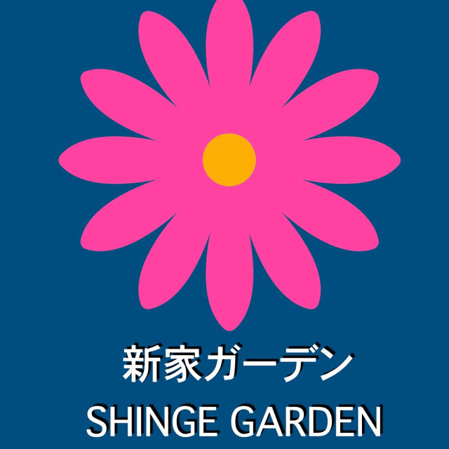 桜吹雪　多肉植物 ハンドメイドのフラワー/ガーデン(その他)の商品写真