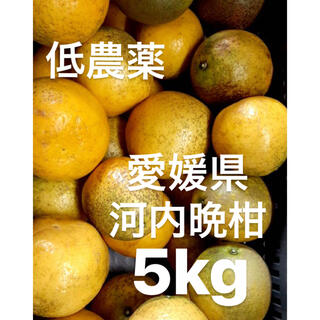 愛媛県　低農薬　宇和ゴールド　河内晩柑　5kg(フルーツ)
