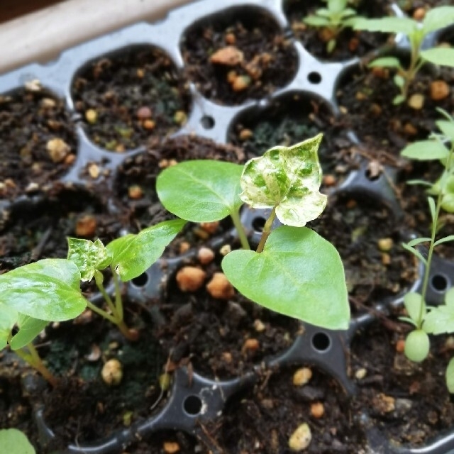 斑入りノブドウ　種 ハンドメイドのフラワー/ガーデン(その他)の商品写真