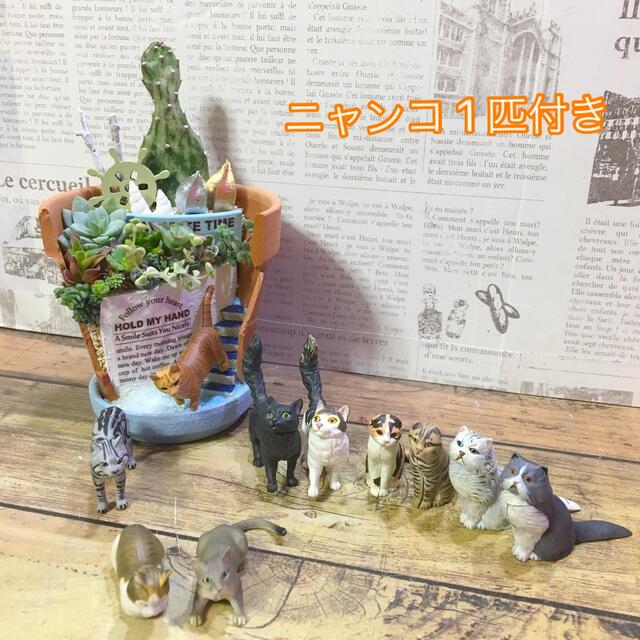 多肉植物の寄せ植え　みなとのニャンコ ハンドメイドのフラワー/ガーデン(その他)の商品写真