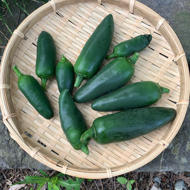 農薬不使用　熊本県八代産　メキシコのトウガラシ　ハラペーニョ　600グラム 食品/飲料/酒の食品(野菜)の商品写真