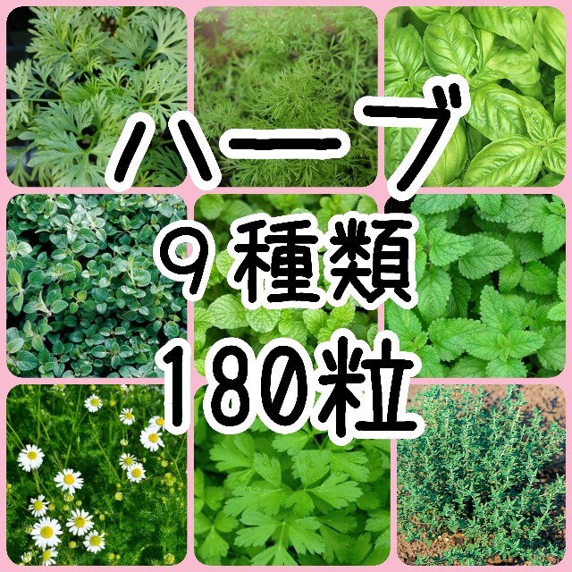 【ハーブの種】9種 180粒 種子 食品/飲料/酒の食品(野菜)の商品写真