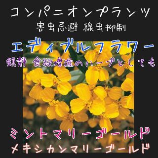 ミントマリーゴールドエディブルフラワー 専用種子 固定種 家庭菜園 野菜の種(野菜)