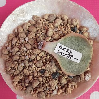 多肉植物☆ウエストレインボー葉ざしっ子☆３種のオマケつき(プランター)