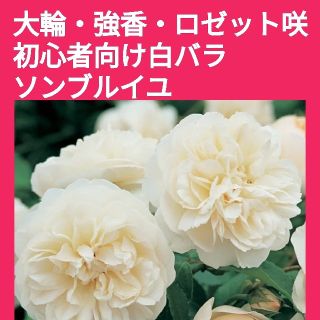 薔薇挿し木苗用の挿し穂　フランス品種つる性ソンブルイユ(その他)