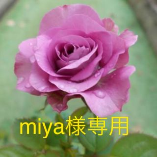 ミニ薔薇　フォーエバー珍しい青系花　(その他)