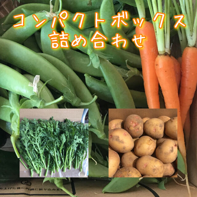 野菜　詰め合わせ　コンパクトボックス 食品/飲料/酒の食品(野菜)の商品写真