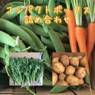 野菜　詰め合わせ　コンパクトボックス(野菜)