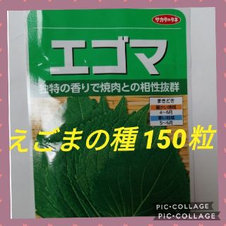 えごまの種  200粒位ですサカタの苗より購入(野菜)