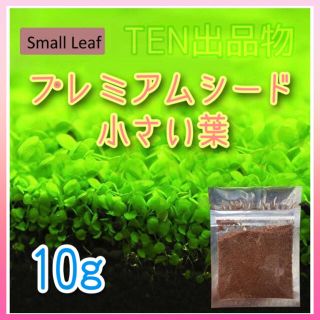 種から育てる水草【小さい葉】10gの通販 by TEN's shop|ラクマ