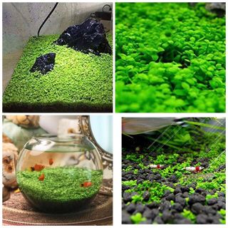種から育てる水草【小さい葉】10gの通販 by TEN's shop|ラクマ
