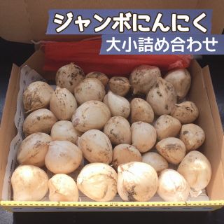 ジャンボにんにく 約1.5キロ(箱込み) 乾燥用ネット付き (野菜)