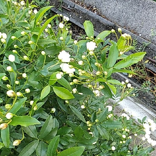 モッコウバラ　白　カット苗10本 ハンドメイドのフラワー/ガーデン(プランター)の商品写真