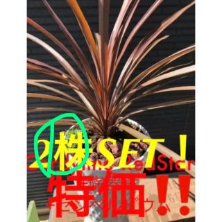 ※⑥月再入荷分❗️コルジリネ【大】①株SET‼️ご満足いただけます(°▽°)(その他)