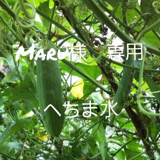 maru様専用　へちま水(その他)