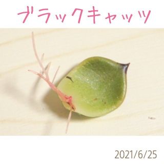 【大人気 超高額品種】ブラックキャッツ 葉挿し 発芽(？)発根済み！ 多肉植物(その他)