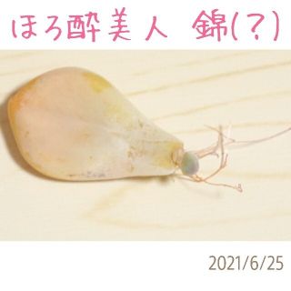 ほろ酔い美人 錦(？) 葉挿し 発芽発根済み！(その他)