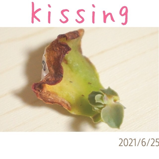 kissing キッシング 葉挿し 発芽済み！