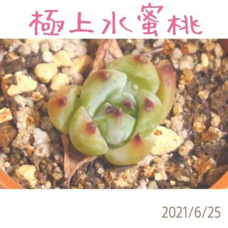 極上水蜜桃 (極小) 抜き苗 単頭 多肉植物(その他)