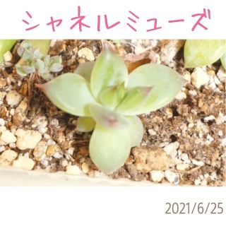 シャネルミューズ 発芽発根済み の 葉挿し苗(その他)