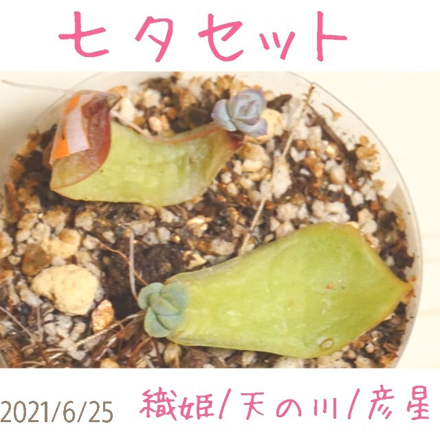 七夕セット♡ 織姫/彦星/天の川 多肉植物