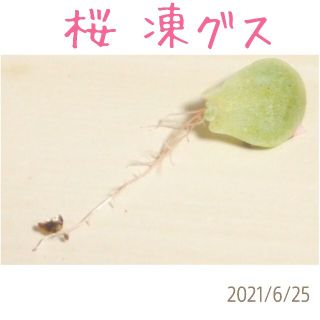 桜凍グス 極小 葉挿し 発芽発根済み！ 多肉植物(その他)