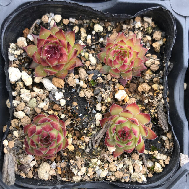 ブロンコ1つセンペルビウム多肉植物の通販 by みんと's shop ブロンコ1つセンペルビウム多肉植物の通販 by みんと's shop